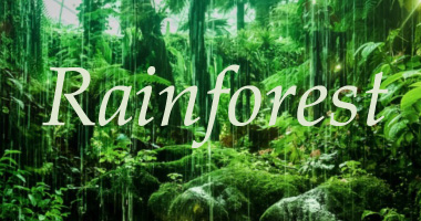 Rain Forest fragrance image